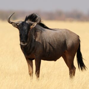 Wildebeest (Blue Wildebeest)