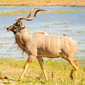 Koedoe (Greater Kudu)