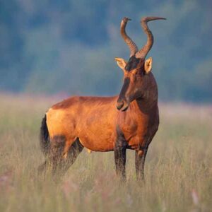 Red Hartebeest