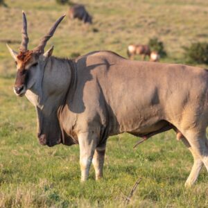 Eland (Male)