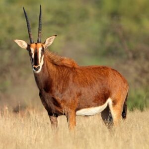 Sable Antelope (Female)
