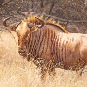 Golden Wildebeest