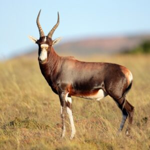 Blesbok