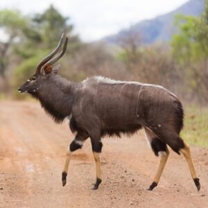Nyala