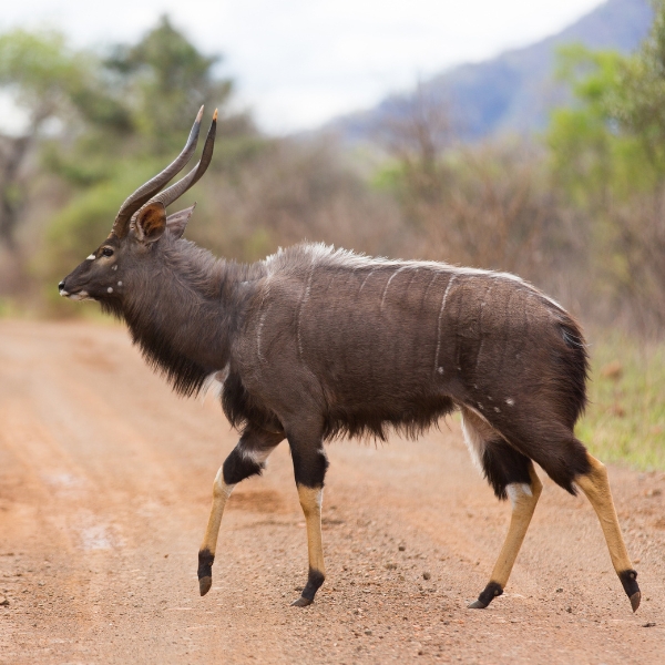Nyala