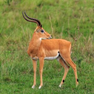 Impala