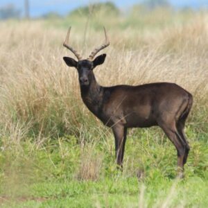 Black Impala