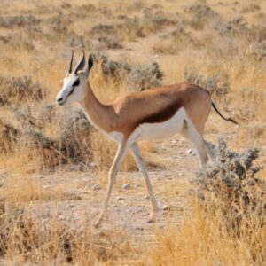 SpringBok