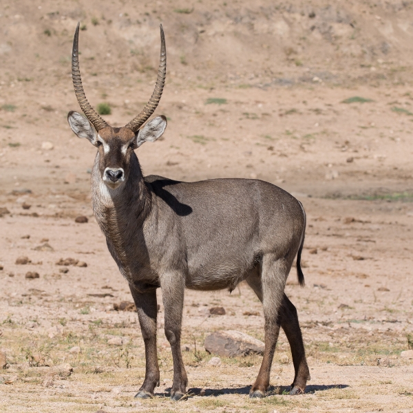 Waterbuck