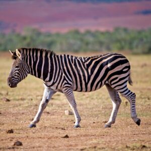 Zebra