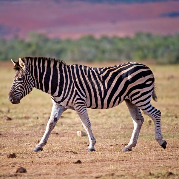 Zebra